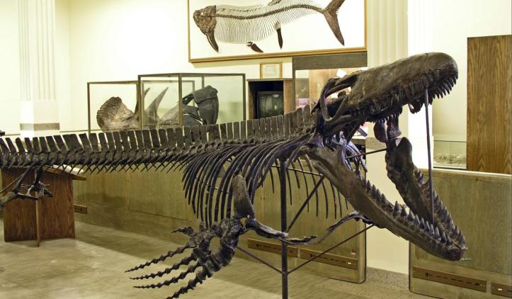 museum of geology - Rapid City